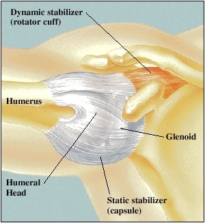 Cutaway view of shoulder showing the rotator cuff, humerus, glenois, capsule, and humeral head