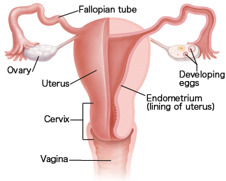Front view of uterus, fallopian tubes, and ovaries. Half has been cross sectioned to show inside. Vagina is opening to outside. Cervix is lower part of uterus connected to vagina. Two fallopian tubes lead from uterus to ovaries, one on either side of uterus. Ovaries have developing eggs inside. Uterus is lined on inside with endometrium.