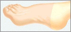 Side view of foot with front part shaded in.