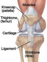 Image of a healthy knee