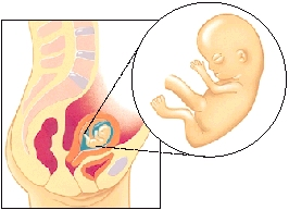 Image of fetus in utero month 2 (weeks 9 - 12). Baby is 4"