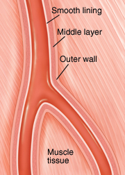 Cross section of healthy peripheral artery.