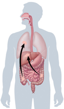 Outline of body showing digestive and respiratory tracts, with arrows showing spread of cancer.