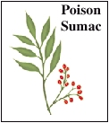 Leaves and berries of poison sumac.