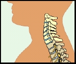 Side view of head and neck showing cervical vertebrae.