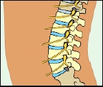 Side view of lower back showing lumbar spine.