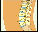 Side view of lumbar vertebrae.