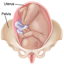 Illustration of a baby in the typical childbirth position.