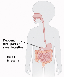 Outline of child showing digestive system.