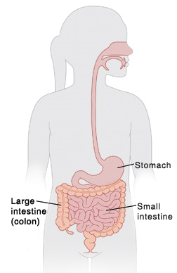 Outline of child's body showing large intestine (colon), stomach, and small intestine.