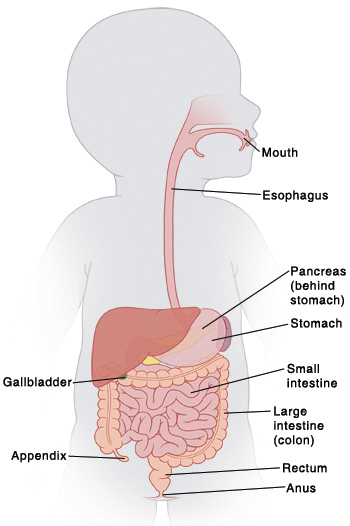 Outline of baby with head turned to side showing mouth, esophagus, pancreas (behind stomach), stomach, small intestine, large intestine (colon), appendix, rectum, anus, and gallbladder.