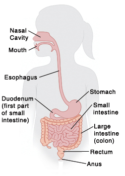 Outline of child with head turned to side showing nose, mouth, esophagus, stomach, duodenum (first part of small intestine), small intestine, large intestine (colon), rectum, and anus.