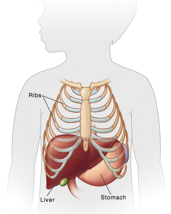 Outline of child showing ribcage, liver, and stomach.