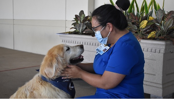 Nurse at St. Joseph's Hospital-North engaging with a pet therapy dog