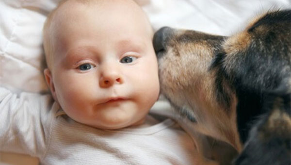 The family dog greets the newborn baby.