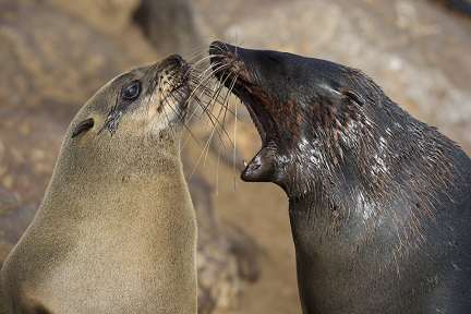 A seal is yawning in the face of another seal.