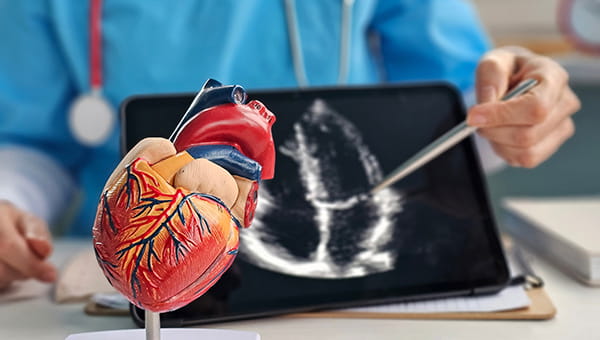 A doctor pointing with a pen parts of the heart with a small replica heart
