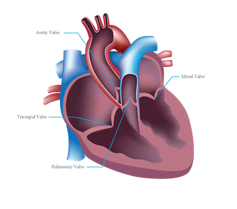 Heart valve image