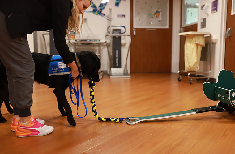 A woman with blond hair and wearing bright tennis shoes is bending over a black dog who has a rope in his mouth. The rope is attached to a hospital wagon and the dog is ready to pull the wagon.