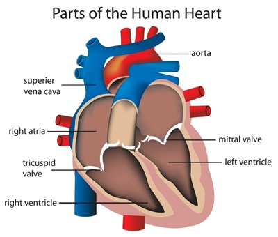 An illustration of a heart.