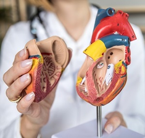 A doctor is showing a model of a heart.