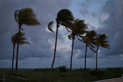 Palm trees are swaying in a strong wind while storm clouds gather in the distance.